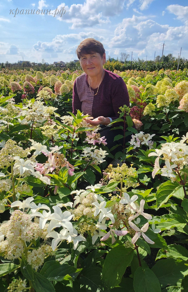 питомник крапивиных