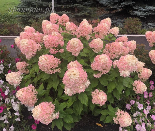 синтз каменск-уральский