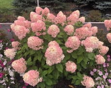 синтз каменск-уральский