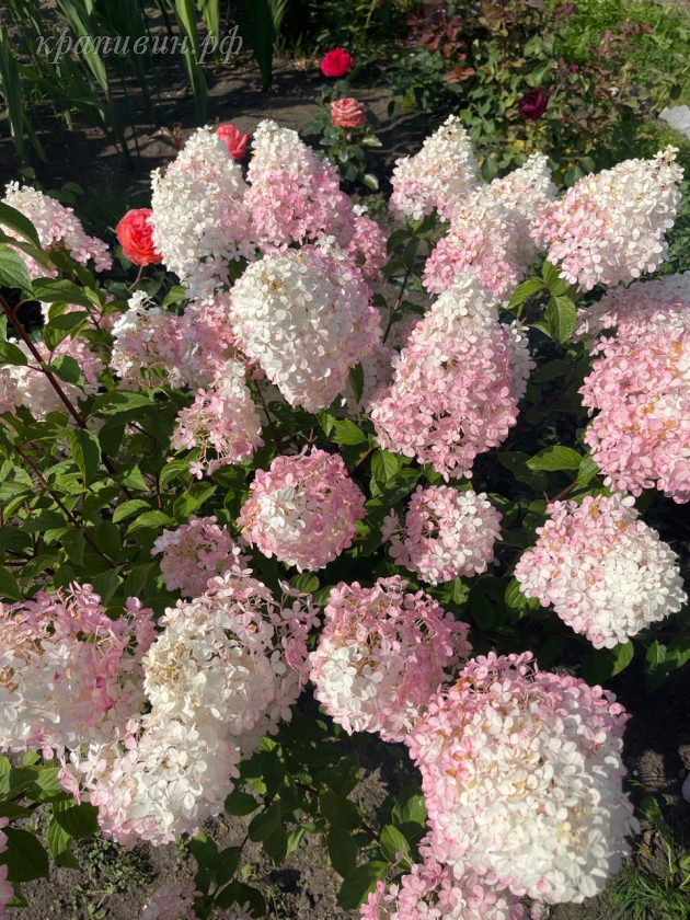 питомник крапивиных богатенкова