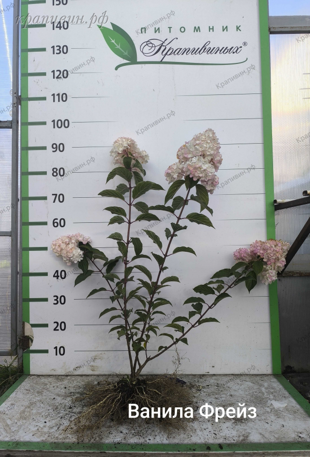 питомник гортензий