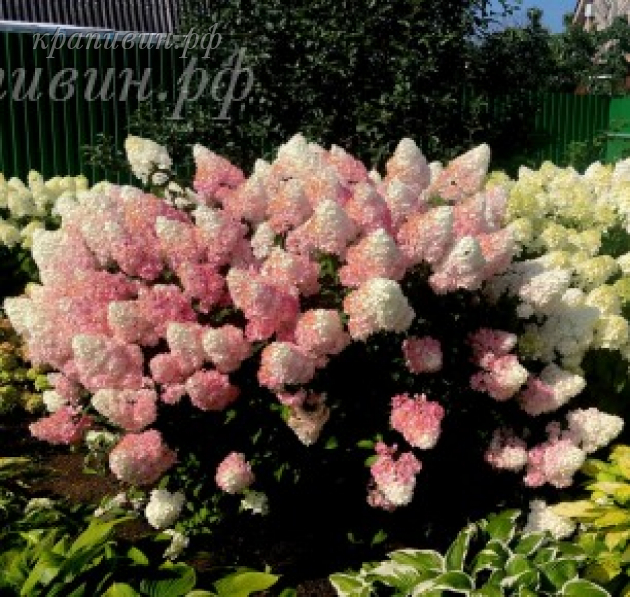 ванила фрейз