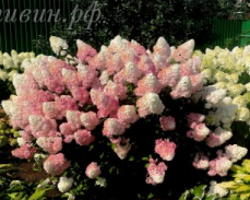 ванила фрейз