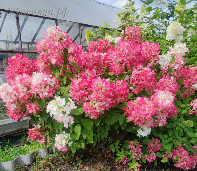 гортензия диамант руж