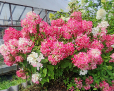 гортензия диамант руж