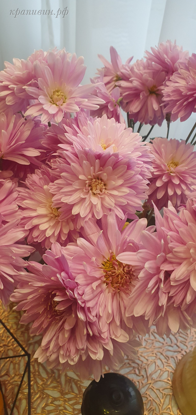 хризантема розовый фламинго