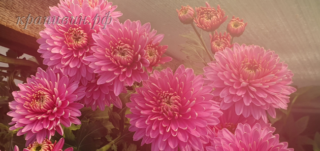 розовый фламинго хризантема корейская