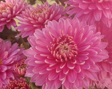 хризантема розовый фламинго фото