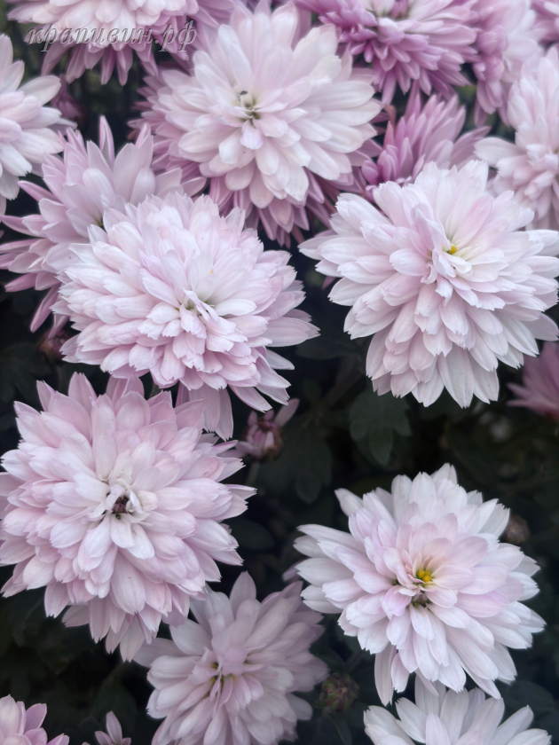 челси пинк мультифлора фото и описание