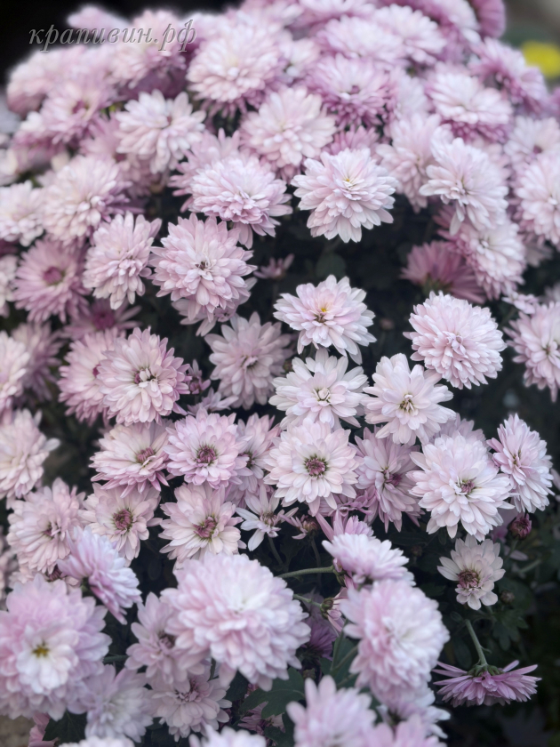 хризантема челси пинк