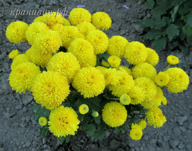 хризантема помпон еллоу