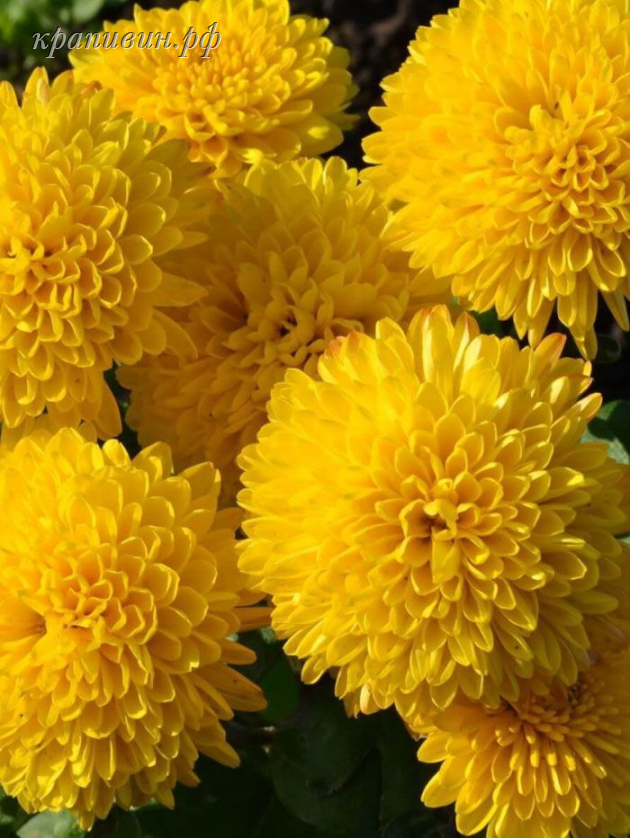 помпон еллоу хризантема