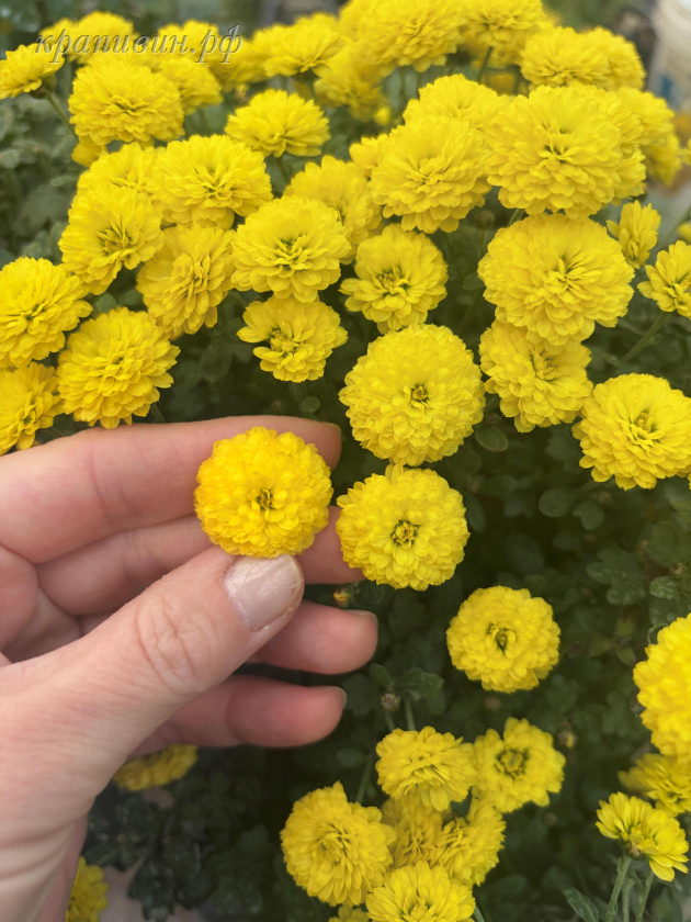 хризантема скайфолл