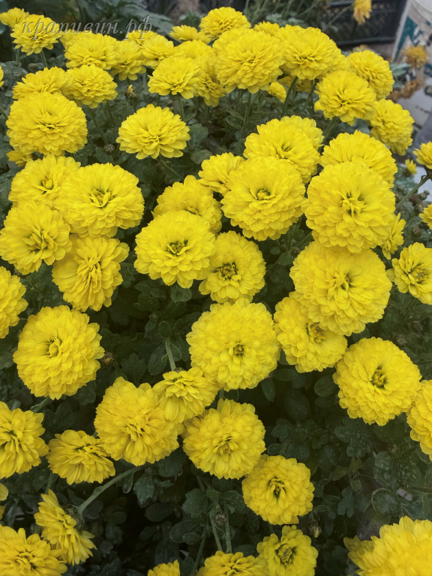 скайфолл хризантема ампельная