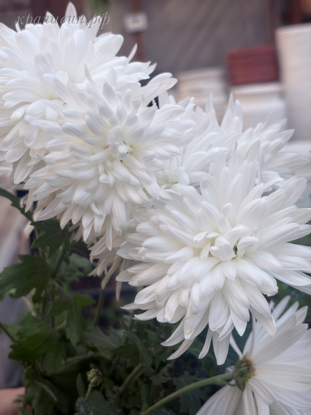 хризантема корейская белая лебедь