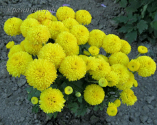хризантема помпон еллоу