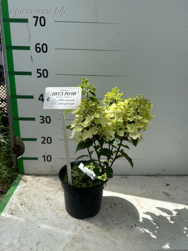 литл рози гортензия метельчатая