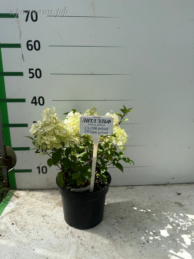 литл альф гортензия