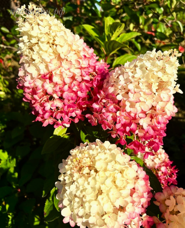 ред вельвет гортензия метельчатая