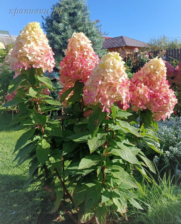 блуди мери гортензия метельчатая