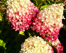 ред вельвет гортензия метельчатая