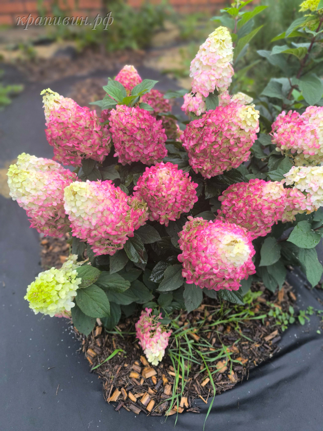 гортензия колорфул коктейль
