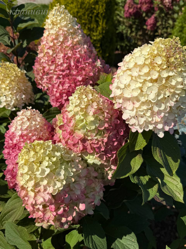 колорфул коктейль