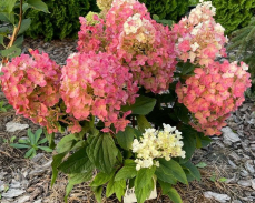 Литл Блоссом купить