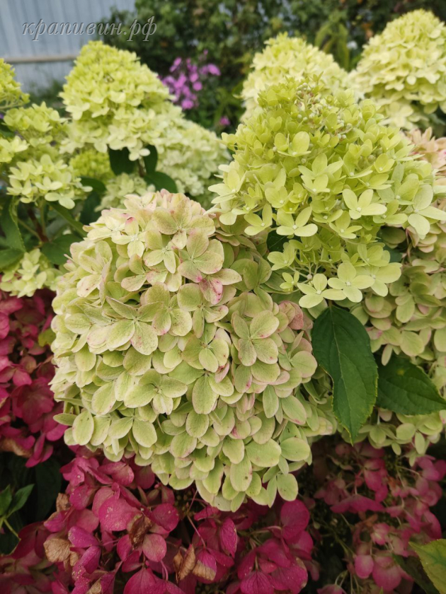 литл пешн гортензия метельчатая фото и описание