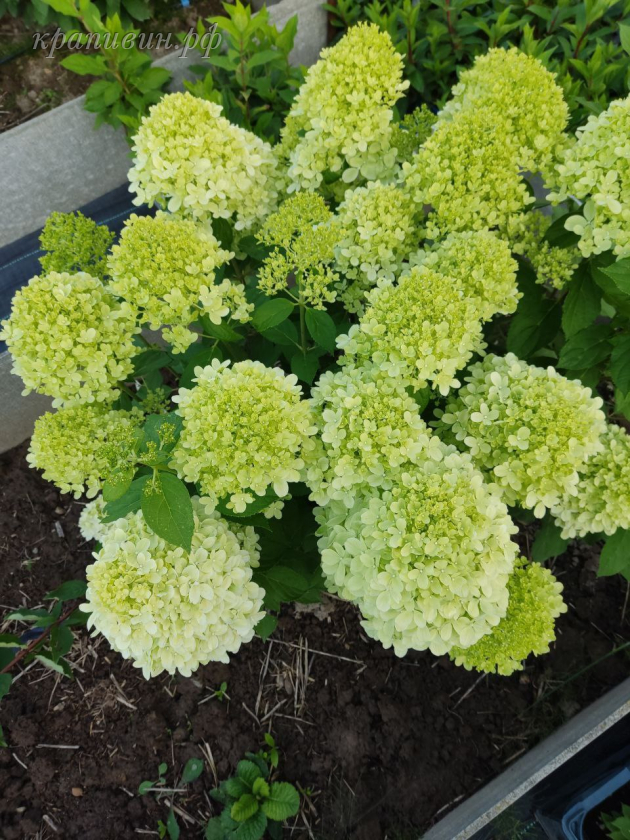 литл пешн гортензия описание сорта