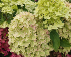 литл пешн гортензия метельчатая фото и описание