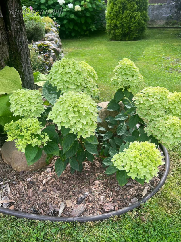 гортензия метельчатая литл лайм 