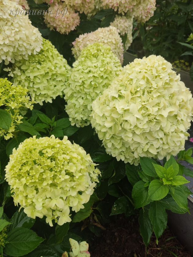 литл спуки гортензия метельчатая