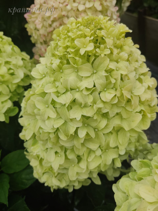 гортензия литл спуки