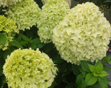 литл спуки гортензия метельчатая