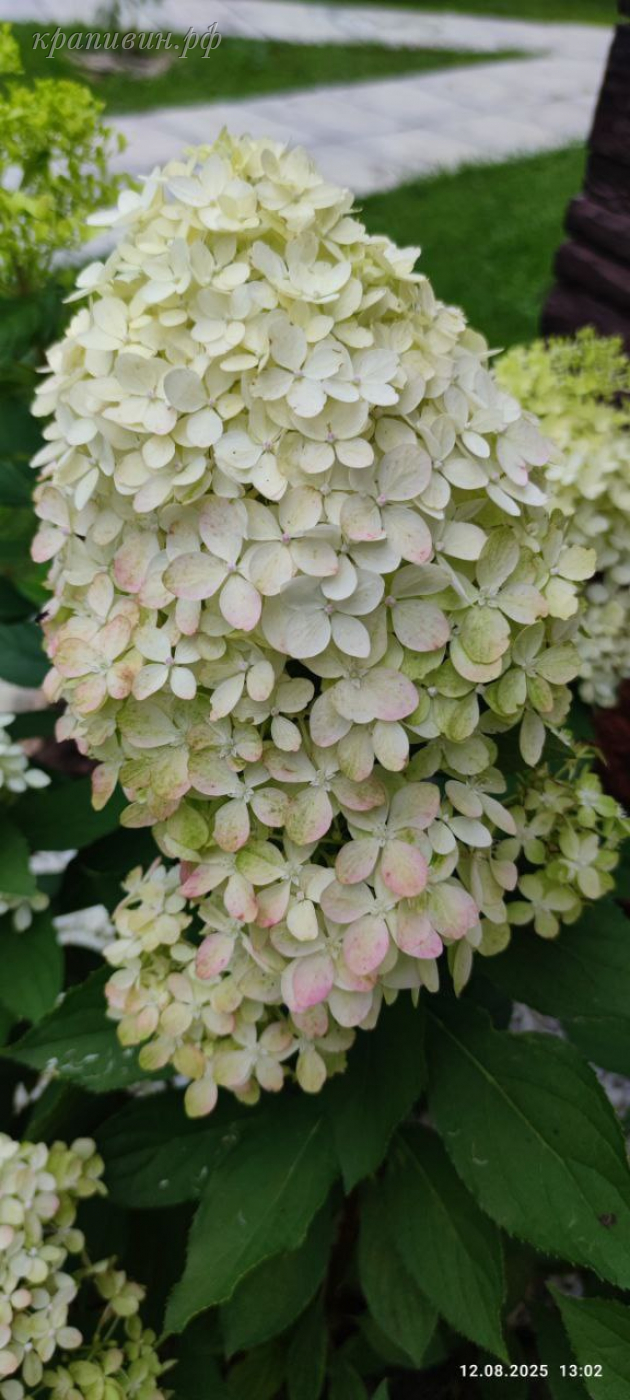 маунт фуджи гортензия метельчатая