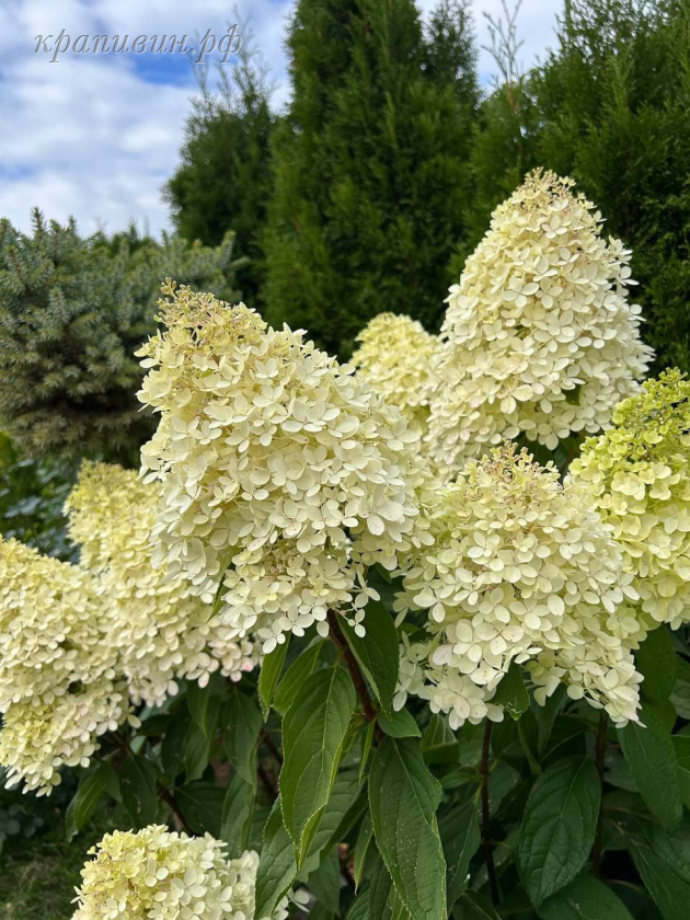 гортензия метельчатая маунт фуджи