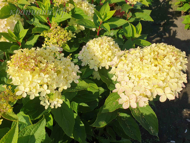 гортензия маунт фуджи