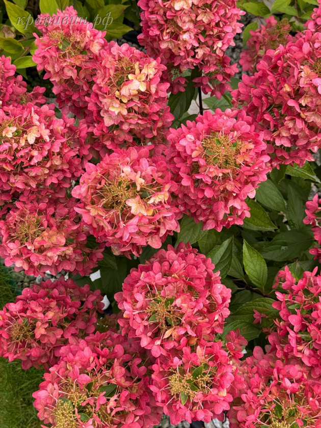 гортензия металлика