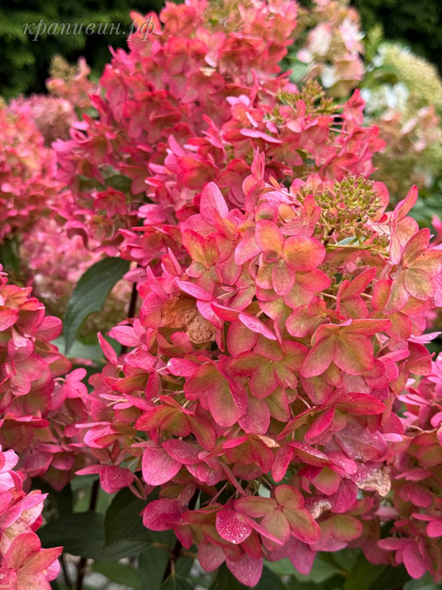 гортензия металлика