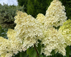 гортензия метельчатая маунт фуджи