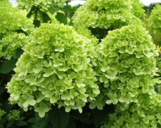 мохито гортензия метельчатая