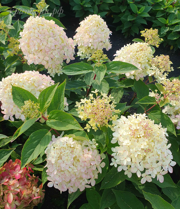 меджикал маунт фуджи