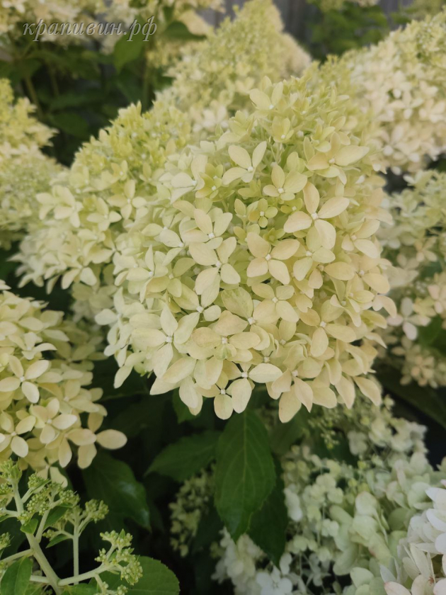 лайм спаркл гортензия
