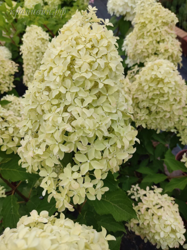 гортензия лайм спаркл