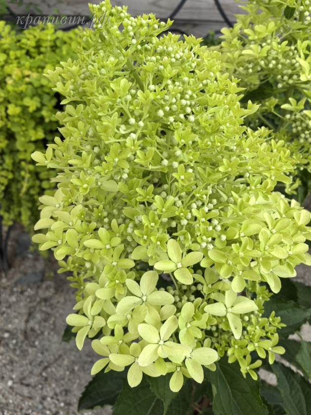 меджикал лайм спаркл гортензия метельчатая