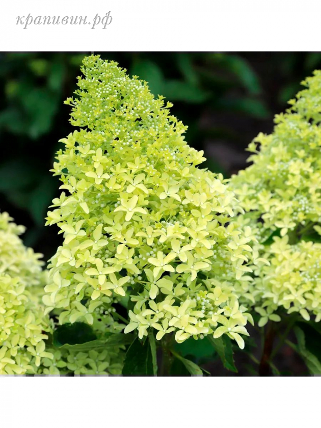 лайм спаркл гортензия фото и описание