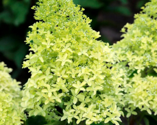 лайм спаркл гортензия фото и описание