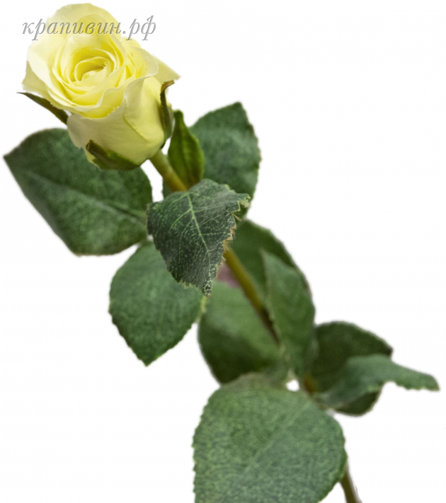 роза анабель фото и описание