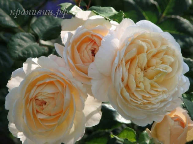 Крокус Роуз купить в Екатеринбурге 